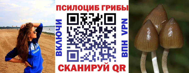 Галлюциногенные грибы Magic Shrooms  kraken онион  Приволжск  закладки 